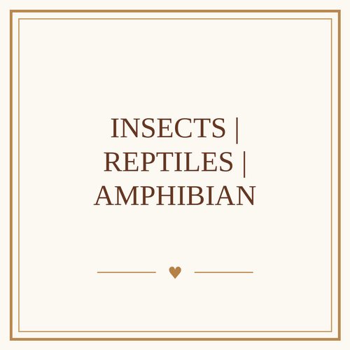 Insects | Reptiles | Amphibian