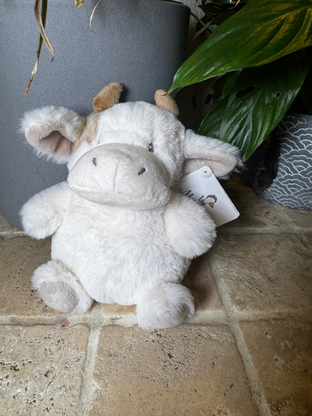 Mon Ami | Mocha Petit Cow
