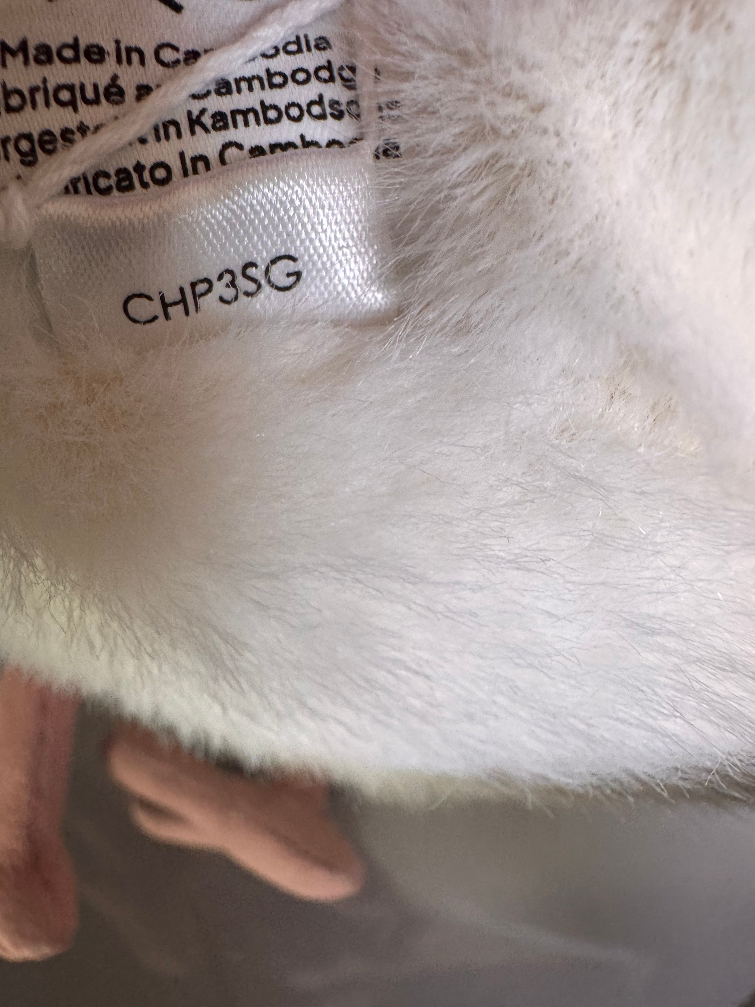 Chip Seagull