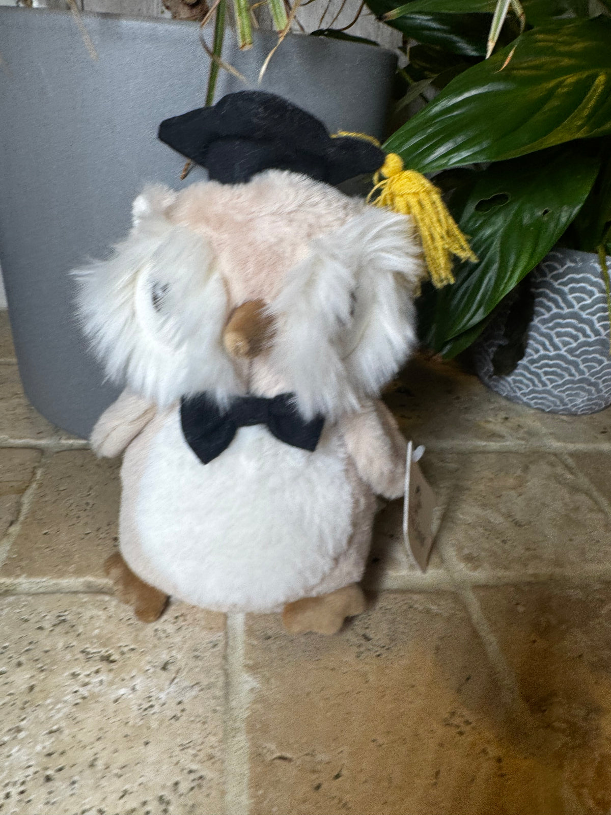 Mon Ami | Graduate Owl