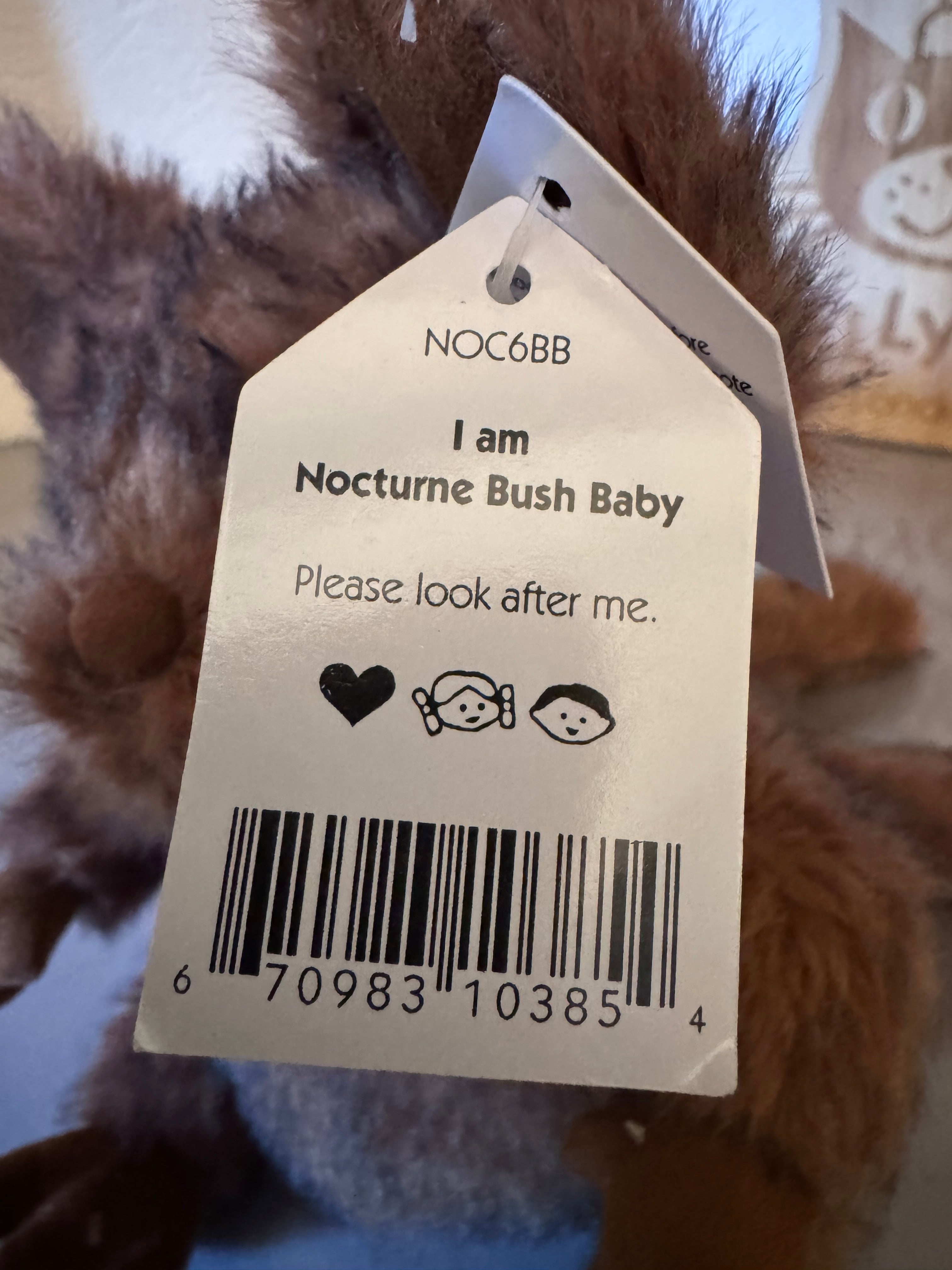 Nocturnal Bush Baby