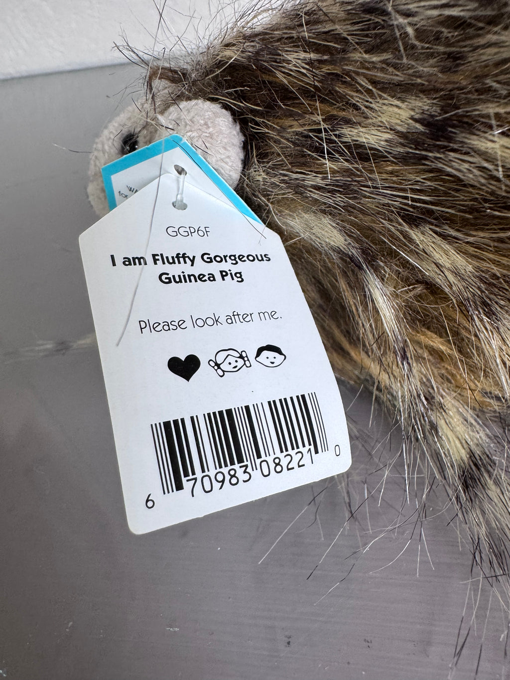 Fluffy Gorgeous Guinea Pig