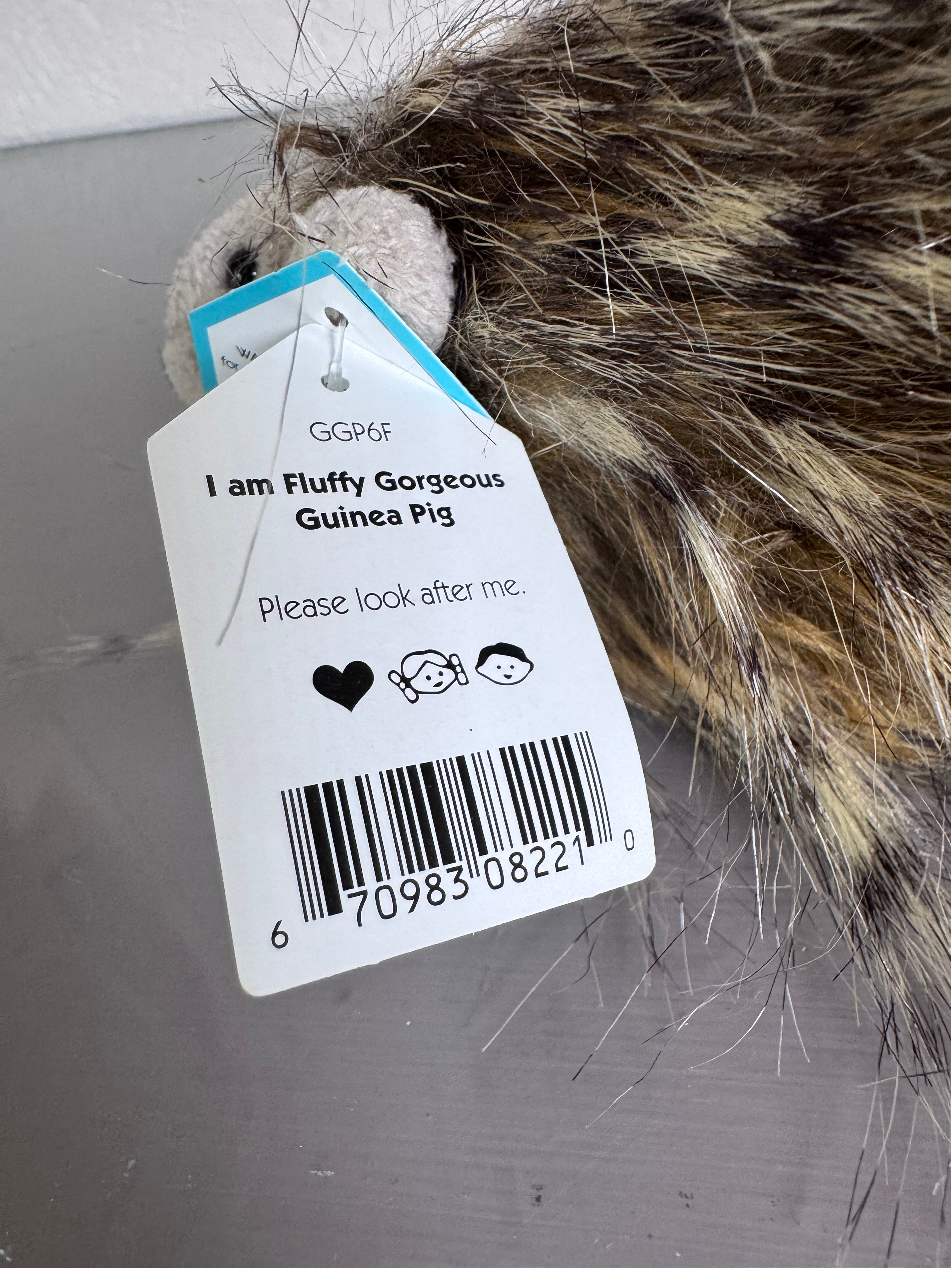 Fluffy Gorgeous Guinea Pig