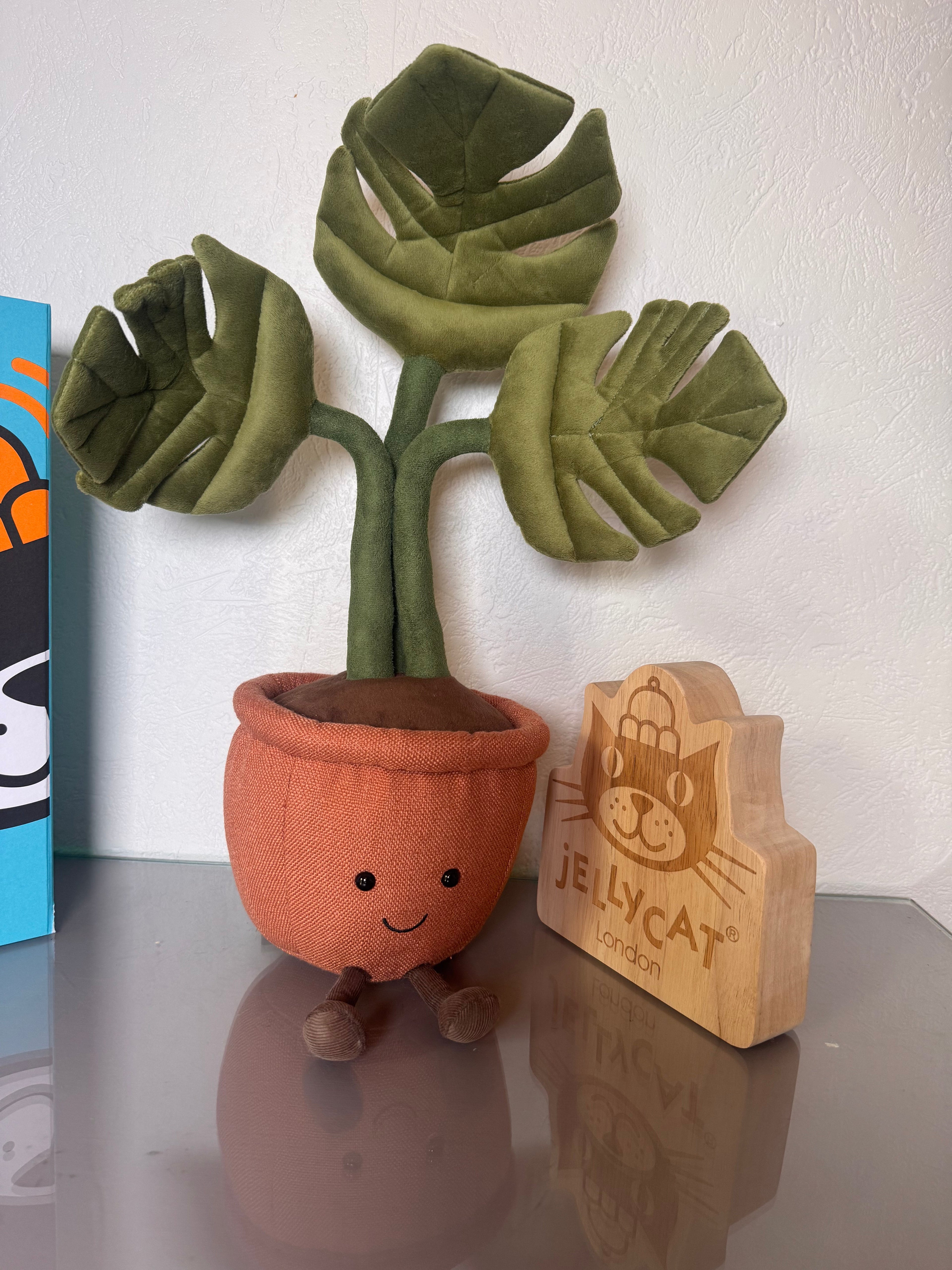 Monstera Plant
