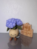 Hydrangea