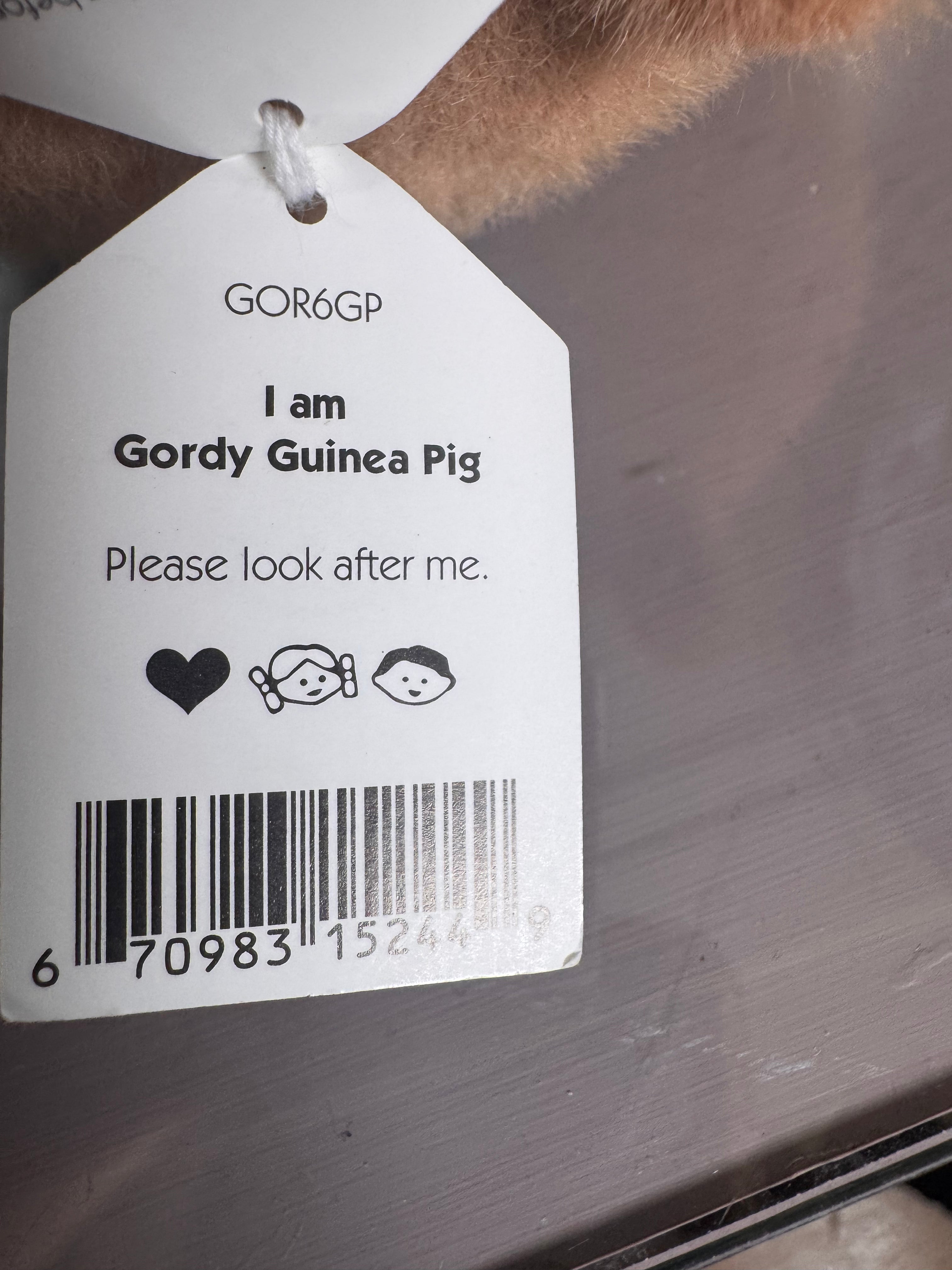 Gordy Guinea Pig