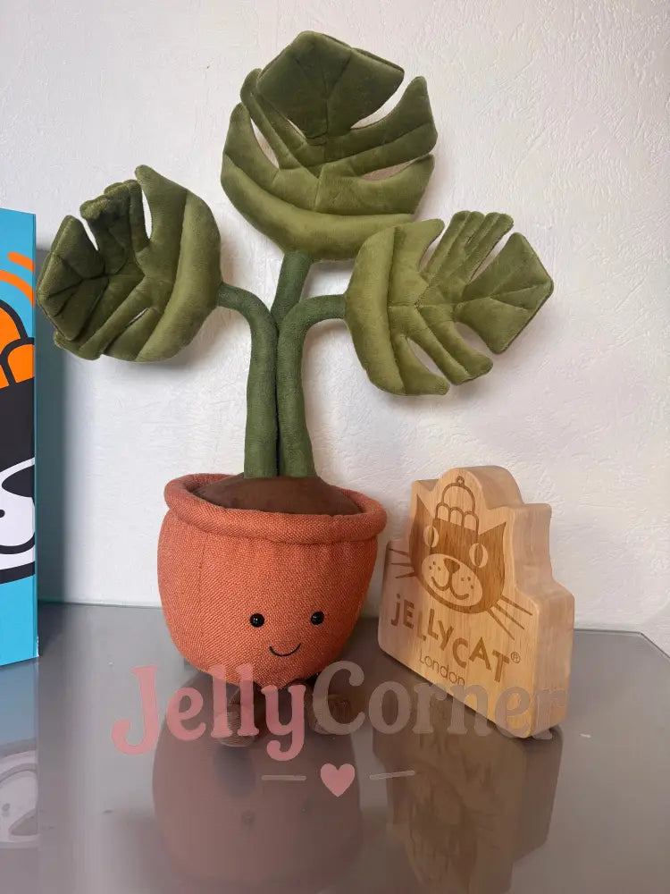 Monstera Plant