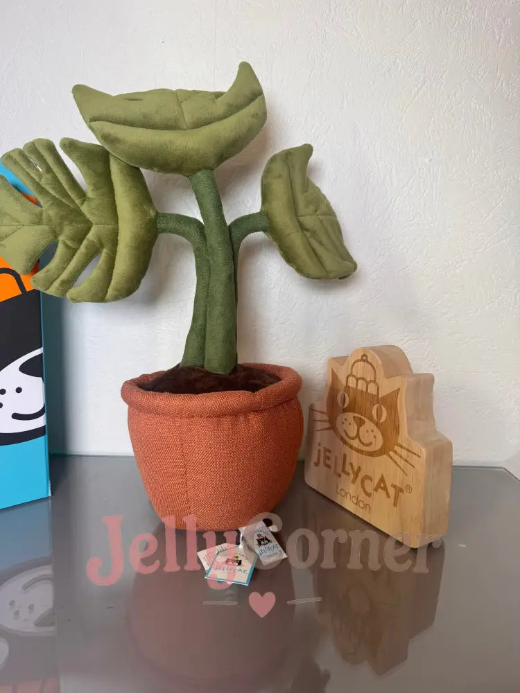 Monstera Plant